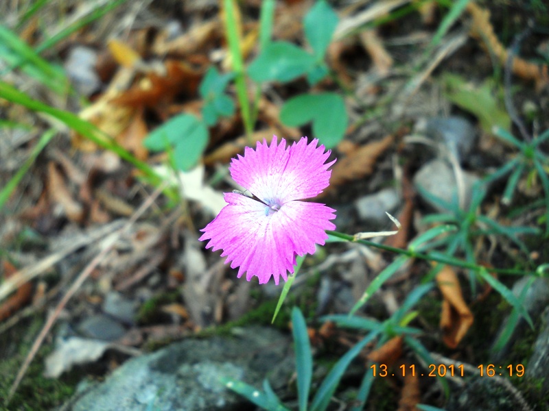 Dianthus cfre. seguieri